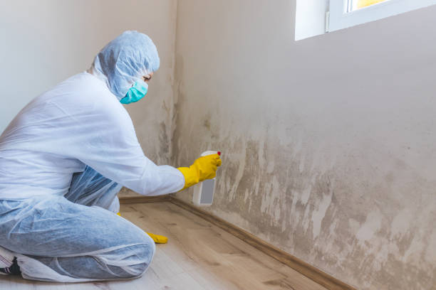 Licensed Mold Removal service in Springfield, MI - 24 Hour Mold Removal