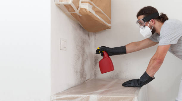 Professional Mold Removal technician working in Springfield, MI