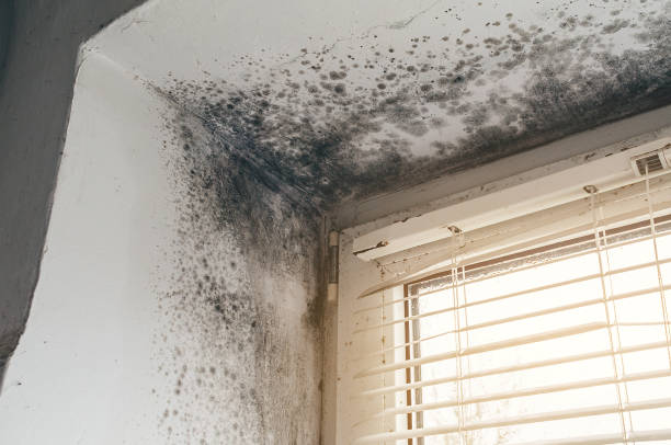 Affordable Mold Removal solutions in Springfield, MI
