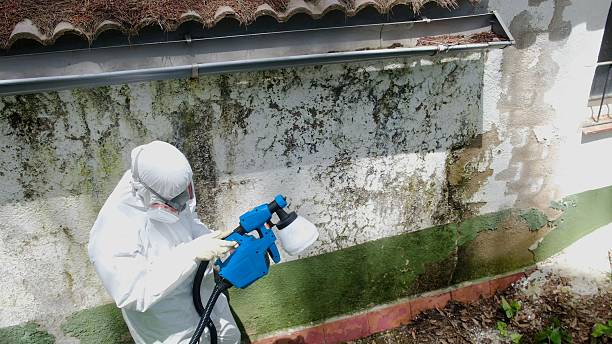 Top rated local Mold Removal specialists in Springfield, MI